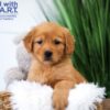 Image of Tiana, a Golden Retriever puppy