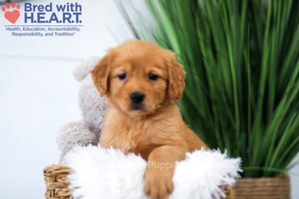 Image of Tiana, a Golden Retriever puppy