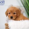 Image of Tiana, a Golden Retriever puppy