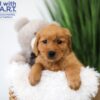 Image of Timo, a Golden Retriever puppy