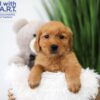 Image of Timo, a Golden Retriever puppy