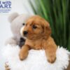 Image of Timo, a Golden Retriever puppy