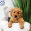 Image of Timo, a Golden Retriever puppy