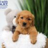 Image of Timo, a Golden Retriever puppy