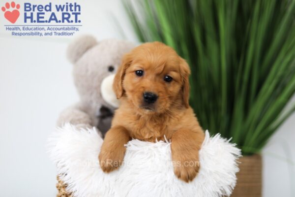 Image of Timo, a Golden Retriever puppy