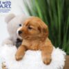 Image of Timo, a Golden Retriever puppy
