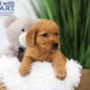 Image of Timo, a Golden Retriever puppy