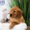 Image of Trevor, a Golden Retriever puppy