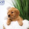 Image of Tucker, a Golden Retriever puppy