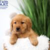 Image of Tucker, a Golden Retriever puppy