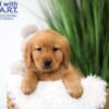Image of Tucker, a Golden Retriever puppy