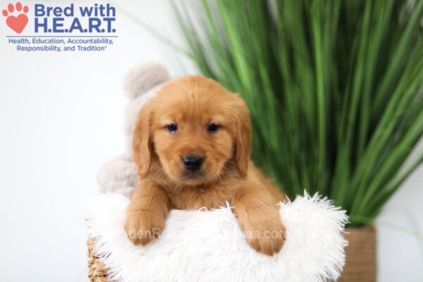 Image of Tucker, a Golden Retriever puppy