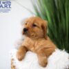 Image of Tucker, a Golden Retriever puppy