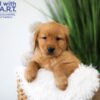 Image of Tucker, a Golden Retriever puppy