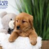 Image of Tucker, a Golden Retriever puppy