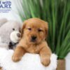 Image of Tucker, a Golden Retriever puppy
