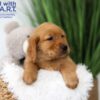 Image of Tucker, a Golden Retriever puppy
