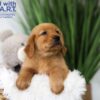 Image of Tucker, a Golden Retriever puppy