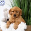 Image of Tyler, a Golden Retriever puppy