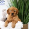 Image of Tyler, a Golden Retriever puppy