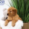 Image of Tyler, a Golden Retriever puppy