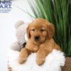 Image of Tyler, a Golden Retriever puppy