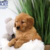 Image of Tyler, a Golden Retriever puppy