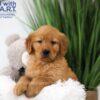 Image of Tyler, a Golden Retriever puppy