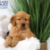 Image of Tyler, a Golden Retriever puppy
