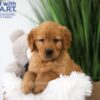Image of Tyler, a Golden Retriever puppy