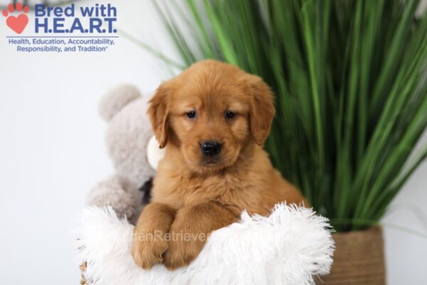 Image of Tyler, a Golden Retriever puppy