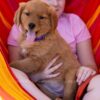 Image of Willow, a Golden Retriever puppy