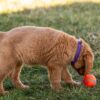 Image of Willow, a Golden Retriever puppy