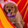 Image of Willow, a Golden Retriever puppy