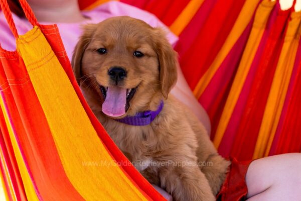 Image of Willow, a Golden Retriever puppy