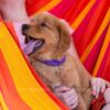 Image of Willow, a Golden Retriever puppy