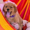 Image of Willow, a Golden Retriever puppy