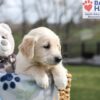 Image of Aiden, a Golden Retriever puppy