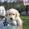 Image of Aiden, a Golden Retriever puppy