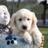 Image of Aiden, a Golden Retriever puppy