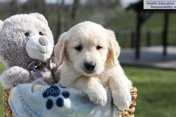 Image of Aiden, a Golden Retriever puppy