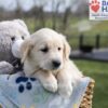 Image of Aiden, a Golden Retriever puppy
