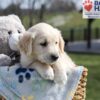 Image of Aiden, a Golden Retriever puppy