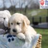 Image of Aiden, a Golden Retriever puppy