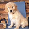 Image of Tammy, a Golden Retriever puppy