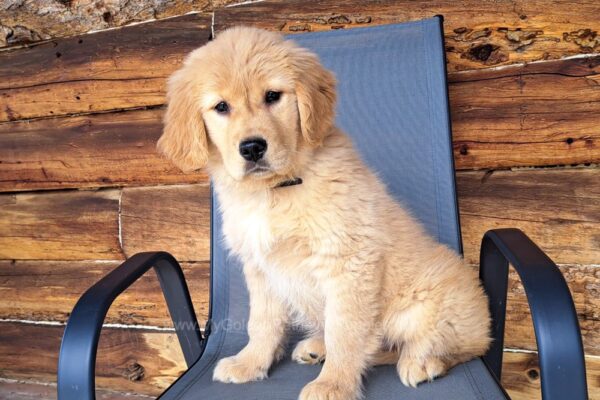 Image of Tammy, a Golden Retriever puppy