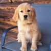 Image of Tammy, a Golden Retriever puppy