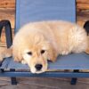 Image of Tammy, a Golden Retriever puppy
