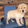 Image of Tammy, a Golden Retriever puppy