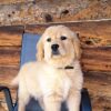 Image of Tammy, a Golden Retriever puppy